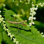 praying mantis